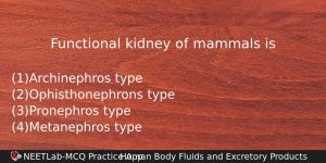 Functional Kidney Of Mammals Is Biology Question