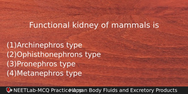 Functional Kidney Of Mammals Is Biology Question 
