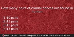How Many Pairs Of Cranial Nerves Are Found In Human Biology Question