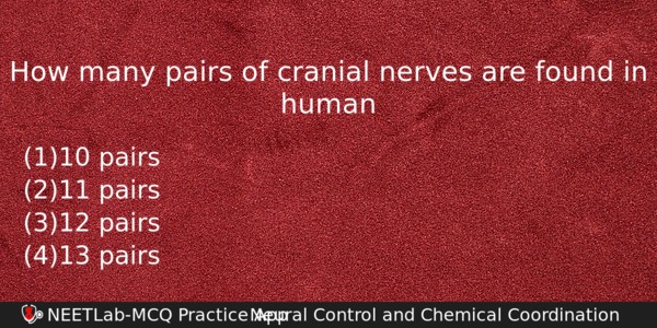 How Many Pairs Of Cranial Nerves Are Found In Human Biology Question 