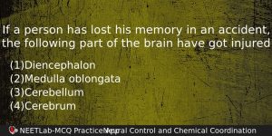 If A Person Has Lost His Memory In An Accident Biology Question