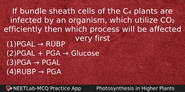 If Bundle Sheath Cells Of The C Plants Are Infected Biology Question 