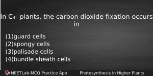 In C Plants The Carbon Dioxide Fixation Occurs In Biology Question