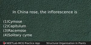 In China Rose The Inflorescence Is Biology Question