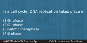 In A Cell Cycle Dna Replication Takes Place In Biology Question