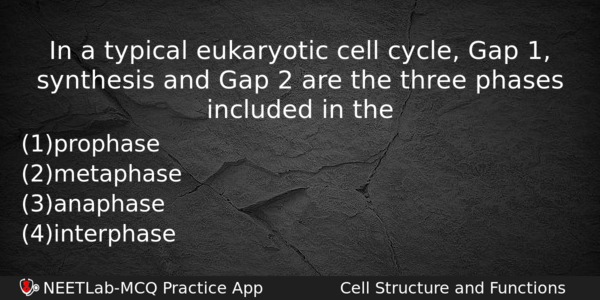 In A Typical Eukaryotic Cell Cycle Gap 1 Synthesis And Biology Question 