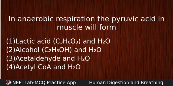 In Anaerobic Respiration The Pyruvic Acid In Muscle Will Form Biology Question 