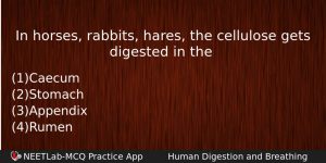 In Horses Rabbits Hares The Cellulose Gets Digested In The Biology Question