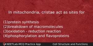 In Mitochondria Cristae Act As Sites For Biology Question