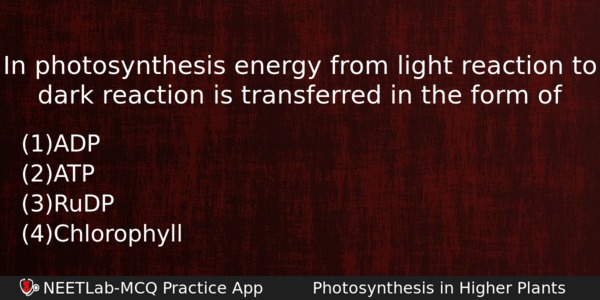In Photosynthesis Energy From Light Reaction To Dark Reaction Is Biology Question 