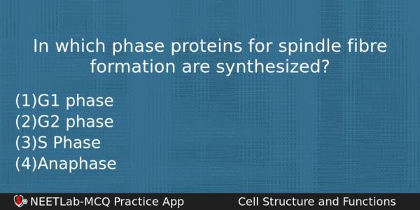 In Which Phase Proteins For Spindle Fibre Formation Are Synthesized Biology Question 