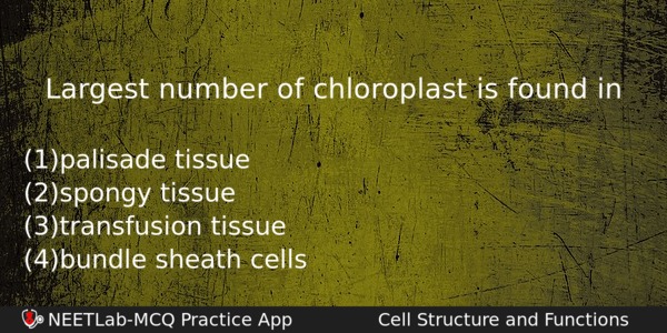 Largest Number Of Chloroplast Is Found In Biology Question 