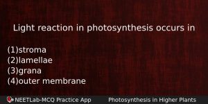 Light Reaction In Photosynthesis Occurs In Biology Question
