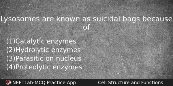 Bengali Solution] why lysosome is called 'suicide bags'?