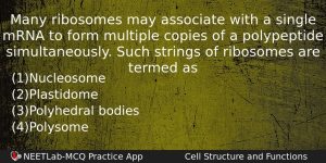 Many Ribosomes May Associate With A Single Mrna To Form Biology Question