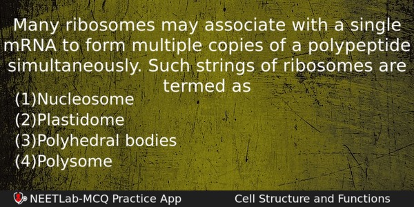 Many Ribosomes May Associate With A Single Mrna To Form Biology Question 