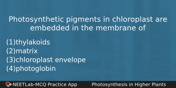 Photosynthetic Pigments In Chloroplast Are Embedded In The Membrane Of Biology Question 
