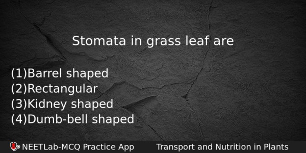 Stomata In Grass Leaf Are Biology Question 