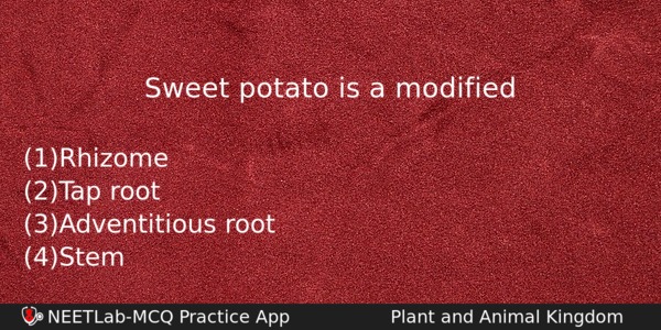 Sweet Potato Is A Modified Biology Question 
