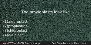 The Amyloplasts Look Like Biology Question