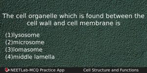 The Cell Organelle Which Is Found Between The Cell Wall Biology Question