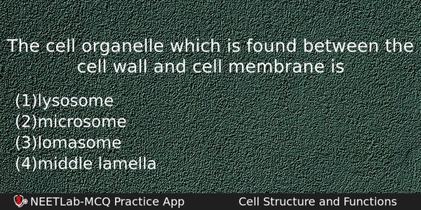 The Cell Organelle Which Is Found Between The Cell Wall Biology Question 