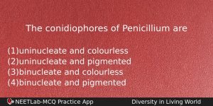 The Conidiophores Of Penicillium Are Biology Question