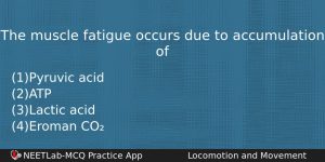 The Muscle Fatigue Occurs Due To Accumulation Of Biology Question