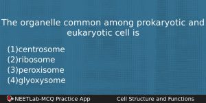 The Organelle Common Among Prokaryotic And Eukaryotic Cell Is Biology Question