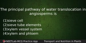 The Principal Pathway Of Water Translocation In Angiosperms Is Biology Question