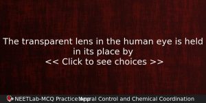 The Transparent Lens In The Human Eye Is Held In Biology Question