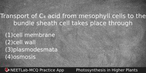 Transport Of C Acid From Mesophyll Cells To The Bundle Biology Question