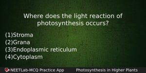 Where Does The Light Reaction Of Photosynthesis Occurs Biology Question