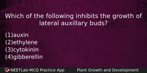 Which Of The Following Inhibits The Growth Of Lateral Auxillary Biology Question