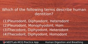 Which Of The Following Terms Describe Human Dentition Biology Question