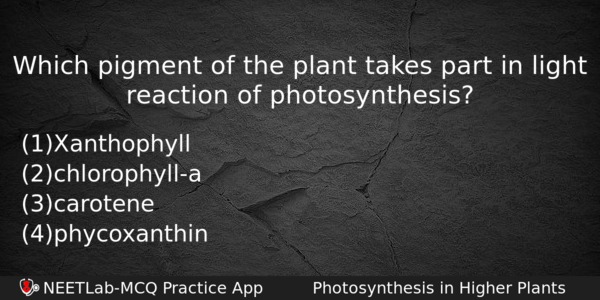 Which Pigment Of The Plant Takes Part In Light Reaction Biology Question 