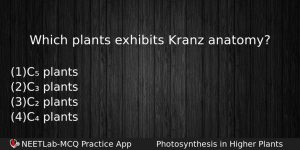 Which Plants Exhibits Kranz Anatomy Biology Question