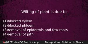 Wilting Of Plant Is Due To Biology Question