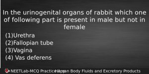 In The Urinogenital Organs Of Rabbit Which One Of Following Biology Question
