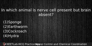 In Which Animal Is Nerve Cell Present But Brain Absent Biology Question