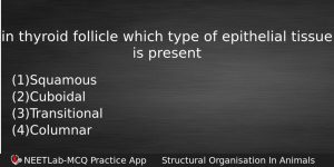 In Thyroid Follicle Which Type Of Epithelial Tissue Is Present Biology Question